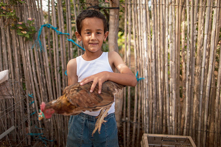 boy holds chicken