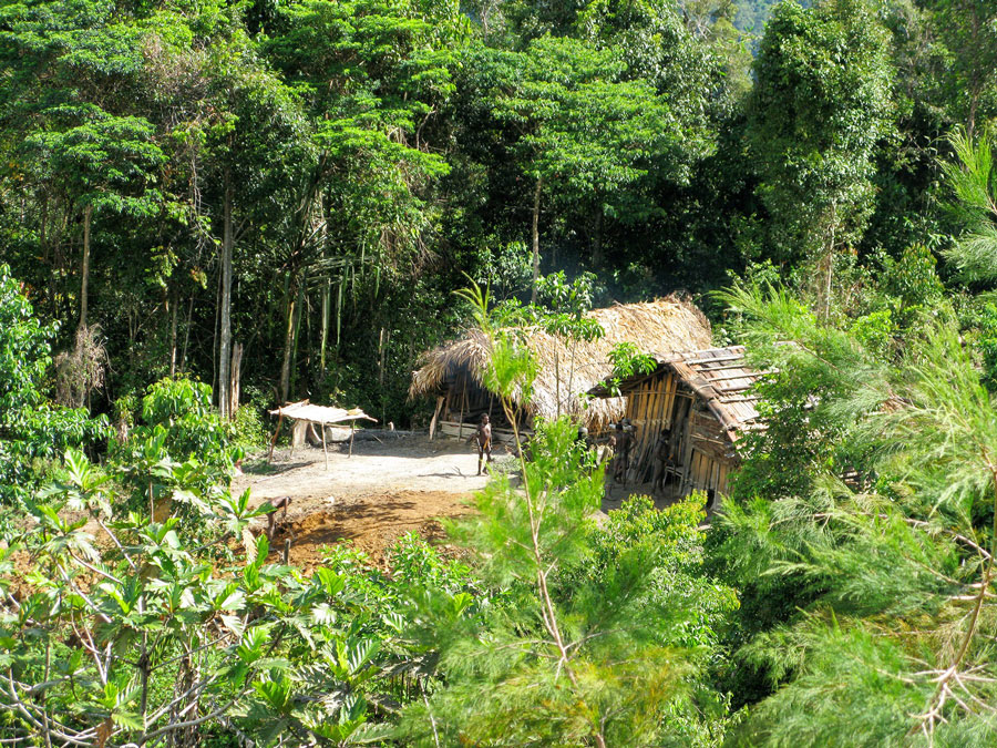 Jungle and Unreached Jungle